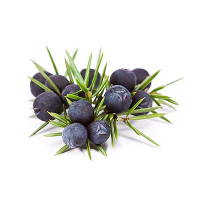 Juniperus-communis